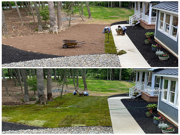 Newly installed green grass in a residential yard